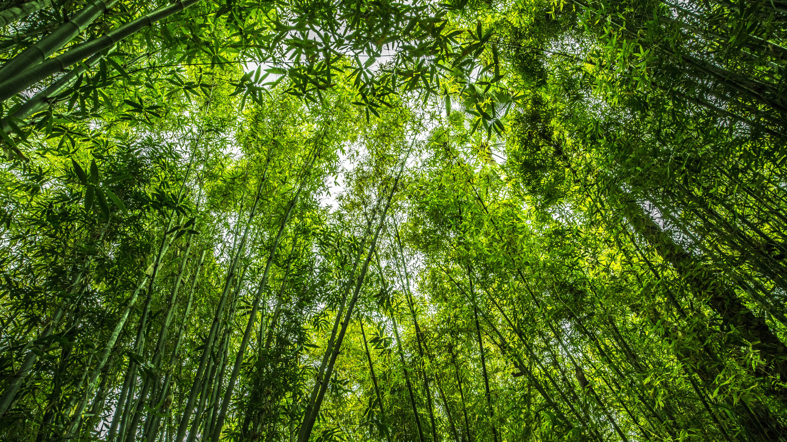 photo of trees looking upward