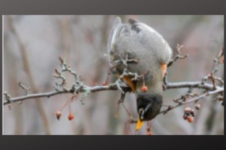 Image of a bird