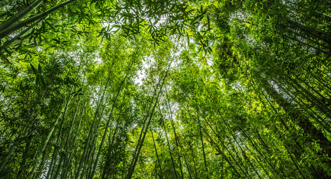 photo of trees looking upward