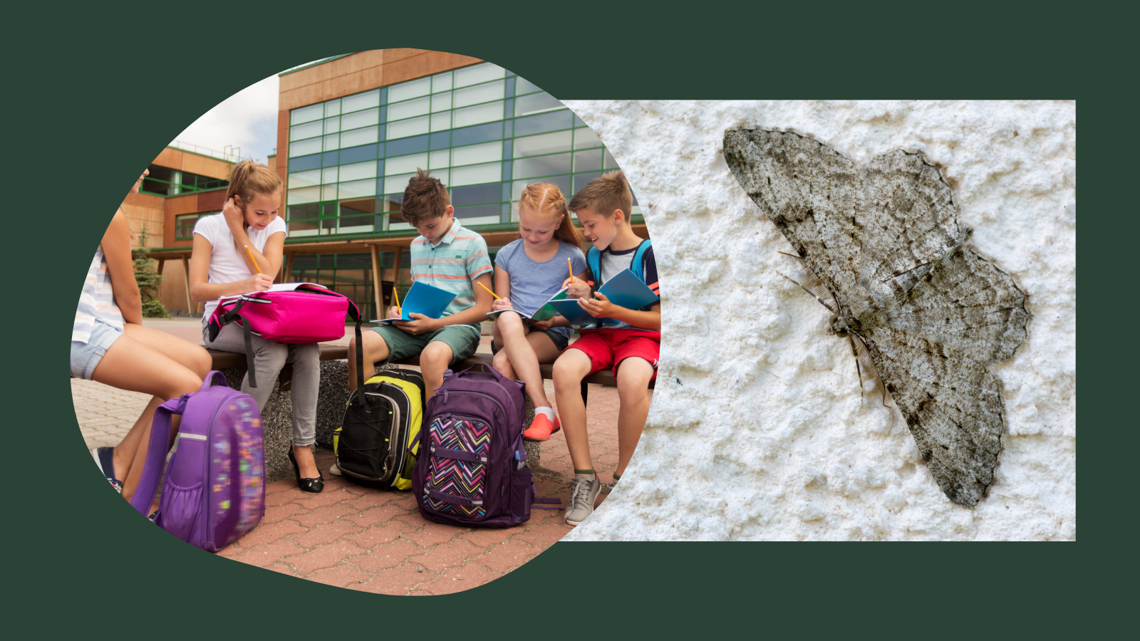 Elementary students sitting on bench outside and photo of moth
